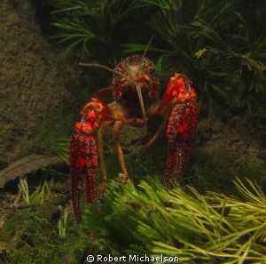 Crayfish in the Comal River New Braunfels, Texas. Maybe l... by Robert Michaelson 